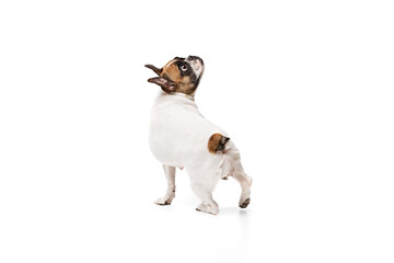 Back view image of adorable purebred dog, French bulldog standing and looking upwards isolated on white studio background. Concept of animals, domestic pet, care, vet, health, companion