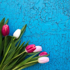 Tulips pink and white on a blue background, wall