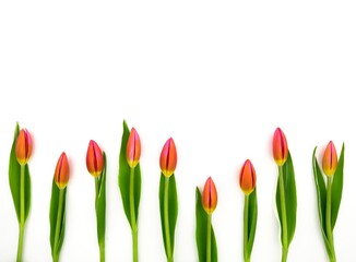 Frame of red tulips on white background