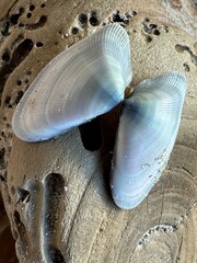 closeup of beautiful gray-blue seashell pair on a piece of driftwood, found on Mustang Island in Texas - could be a wedge clam, Donax assimilis or trunculus, a little larger than typical coquinas