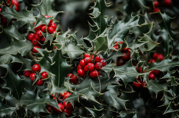 Christmas plant