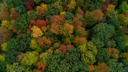 Naklejka premium An aerial shot of a colorful fall Forest on a hill