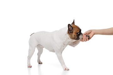 Smart purebred dog, French bulldog standing and giving paw isolated on white studio background. Training. Concept of animals, domestic pet, care, vet, health, companion