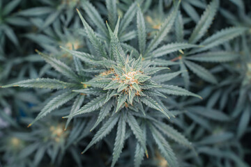 Naklejka na ściany i meble Cannabis plant in flower