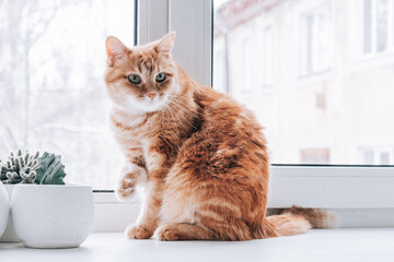 A red cat sits on the window. Pets love.