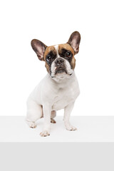 Smart, adorable purebred dog, French bulldog calmly sitting and looking isolated on white studio background. Concept of animals, domestic pet, care, vet, health, companion