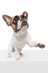 Smart purebred dog, French bulldog standing on hind legs and giving paw isolated on white studio background. Concept of animals, domestic pet, care, vet, health, companion