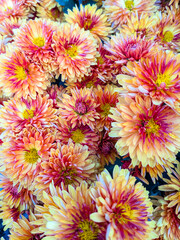 multicolor yellow and pink flowers in chrysanthemum category. chrysanthemum comes in a wide variety of colors, including red, white, yellow, and purple