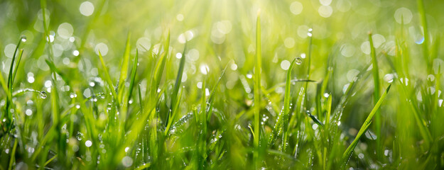 Fresh green grass with dew drops close up. - 769801868