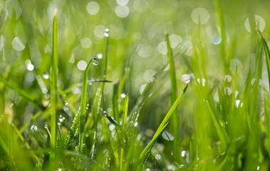 Fresh green grass with dew drops close up. - 769802031