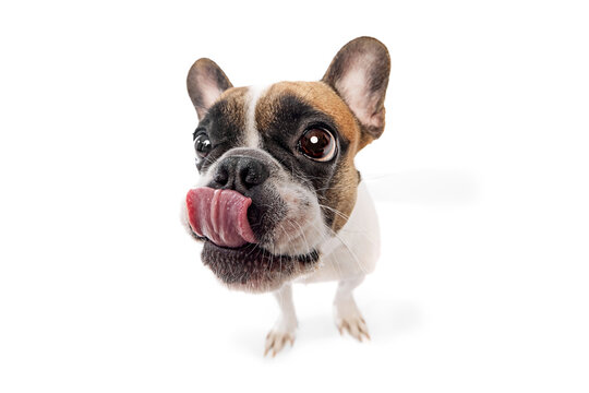 Funny image of purebred dog, French bulldog standing with tongue sticking out isolated on white studio background. Concept of animals, domestic pet, care, vet, health, companion