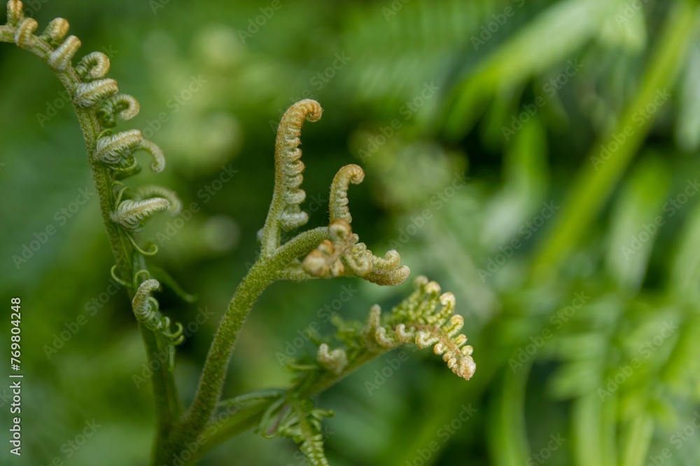 Sticker close up of fern leaf