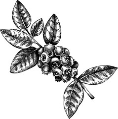 Vintage blueberry branch with berries and leaves sketch, hand-drawn berry illustration, botanical drawing