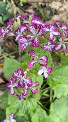 Obraz premium flowers in the garden Lunaria annua, monnaie-du-pape, lunaire