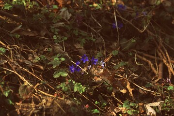 flowers in the forest