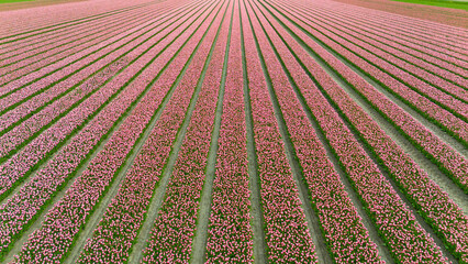 pink tulip fields in spring in the netherlands dronehoto - 769808612