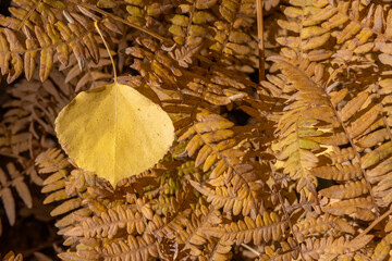 Golden Aspen leaf on golden brown ferns in Colorado
