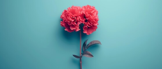   Red carnation flower on blue background with green stem and pink bloom