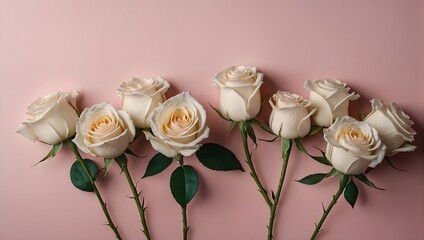 Row of creamy roses on pink background. Row of white roses on pink background. White rose flowers with stems and leaves. In row. Creamy roses isolated on pink background. Copy space. Flat lay. - obrazy, fototapety, plakaty