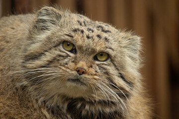 Portrait manul cat palla´s cat. Face wild nad undomestic asian cat.