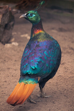 Himalayan monal (Lophophorus impejanus), Impeyan monal. Wildlife bird.
