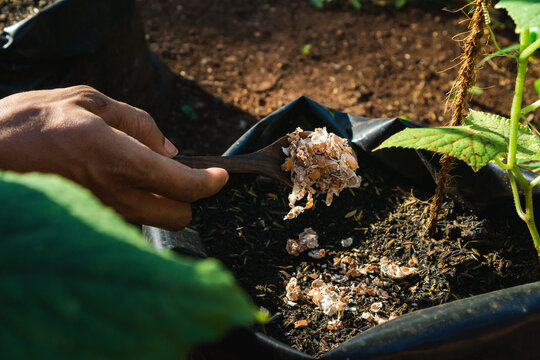 man using crushed egg shell for organic fertilizer for garden, concept of organic farming and gardening