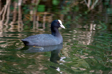 Eurasian coot swimming in a lagoon.