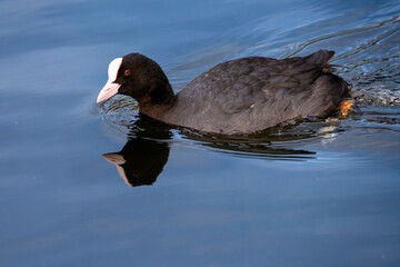 Eurasian coot swimming in a lagoon.