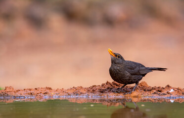 Common blackbird drinking water