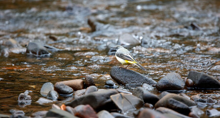 Grey wagtail feeding along the river