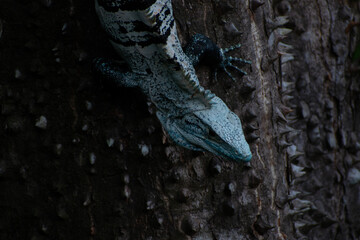 Climbing blue lizard on a tree in Costa Rica. (Black Iguana)