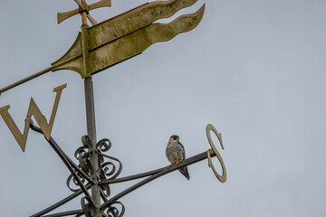 Peregrine Falcon Falco peregrinus perched on the weathervane at Romsey Abbey Hampshire England - obrazy, fototapety, plakaty