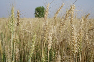 ears of wheat