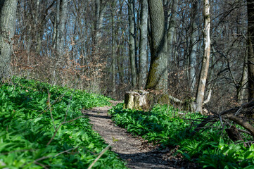 Small path in the forest