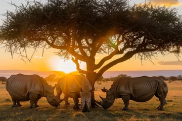 Zelfklevend Fotobehang rhinos gathering under acacia tree during sunset © primopiano