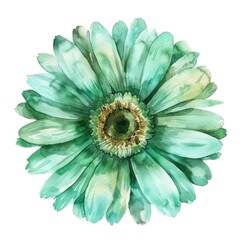 Watercolor lime gerbera flower on white background
