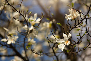 Piękne, białe kwiaty Magnolii gwiaździstej. Tapeta, dekoracja