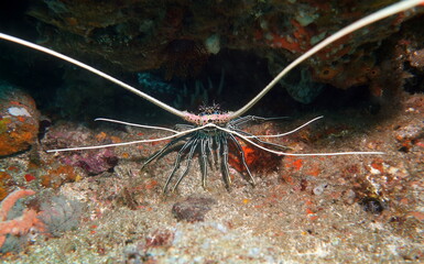 Lobster Underwater while Diving sitting in a hole and watching the divers passing by. 