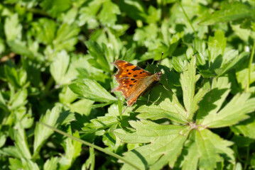 Comma butterfly (Polygonia c-album) sitting on a green leaf in Zurich, Switzerland
