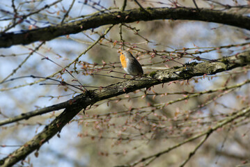 European robin (Erithacus rubecula) sitting on a tree branch in Zurich, Switzerland