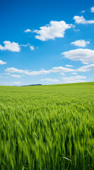 Lush grass field, early spring, wide angle, eyelevel, clear blue sky backdrop