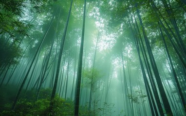 Gentle sunbeams pierce through the mist of a bamboo forest, illuminating the vibrant green path and...