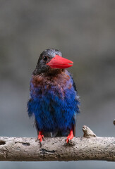 The Javan kingfisher is perched enjoying solitude while observing the surrounding environment to hunt and look for prey to eat