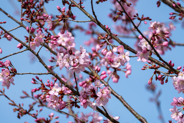 Pink cherry blossom in front of the blue sky