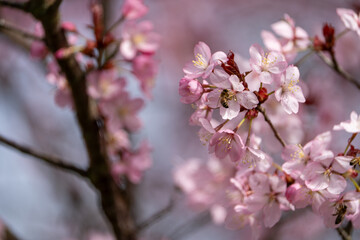 Bee on the pink cherry blossom