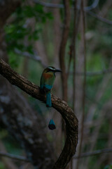 Obraz premium Bird on a tree branch. (Broad-billed Motmot)