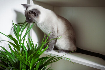 
A purebred Thai cat eats a domestic plant, poisonous plants for pets azalea, oleander, tulip,...