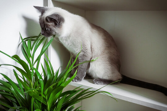 
A purebred Thai cat eats a domestic plant, poisonous plants for pets azalea, oleander, tulip, plants for cats catnip, cat grass, spider plant, mint, rosemary, basil.





