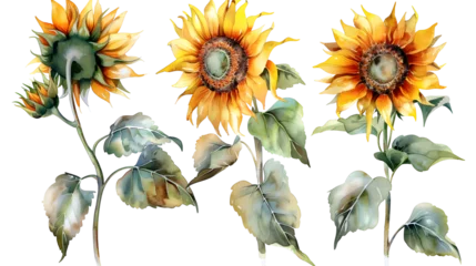 Ingelijste posters Set sunflowers, watercolor illustration, isolated white background, flora design  © Ziyan