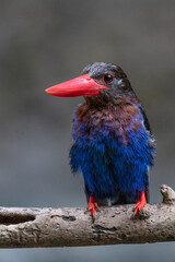 The Javan kingfisher is perched enjoying solitude while observing the surrounding environment to hunt and look for prey to eat